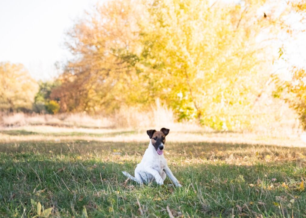 #67. Smooth fox terrier